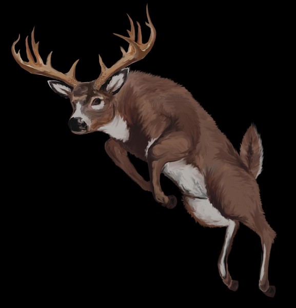 Deer 2