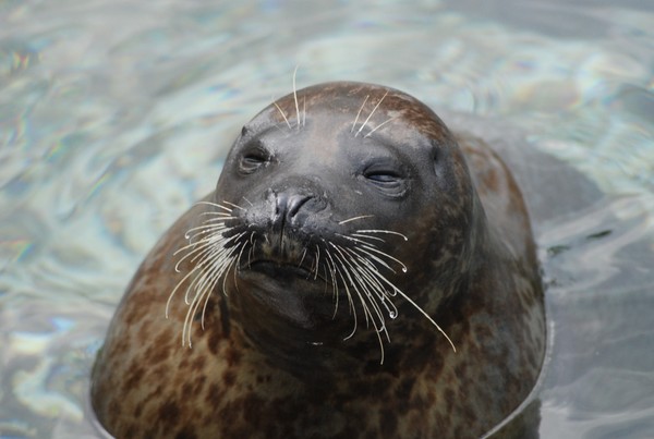 Whiskers