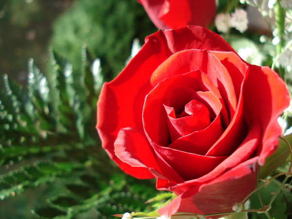 Yet another Rose