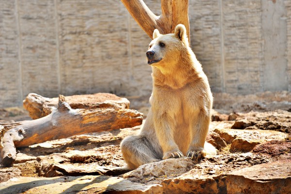 polar bear
