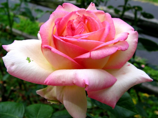 A Touch Of Pink Rose