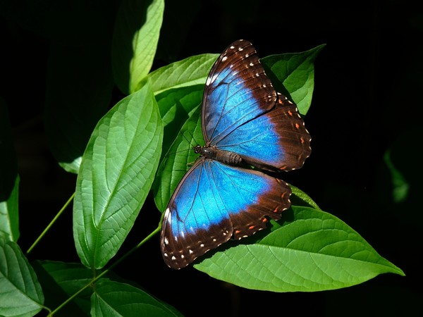 Blue Morph Butterfly