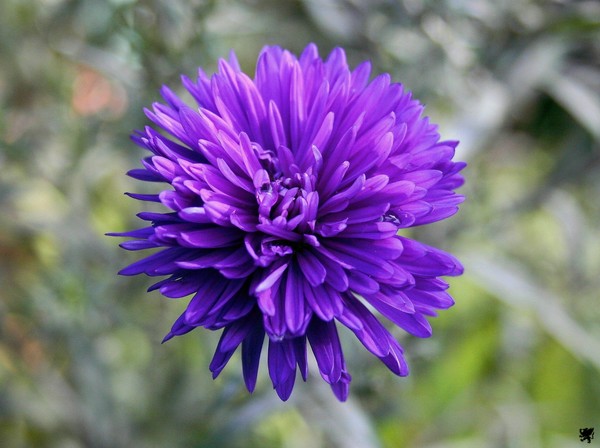 SIMPLE PURPLE