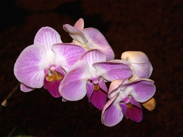 Pink Orchides