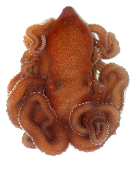 Octopus, 2