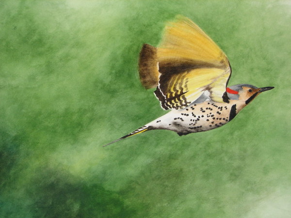 northern flicker in flight