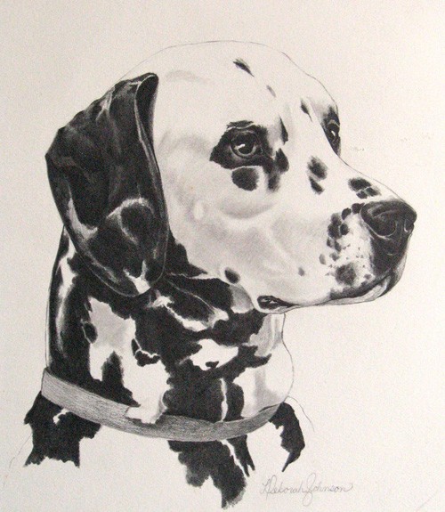 Dalmation