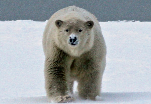 Furry, Cute, Big and Hungry
