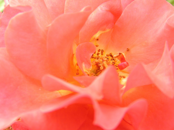 pink rose