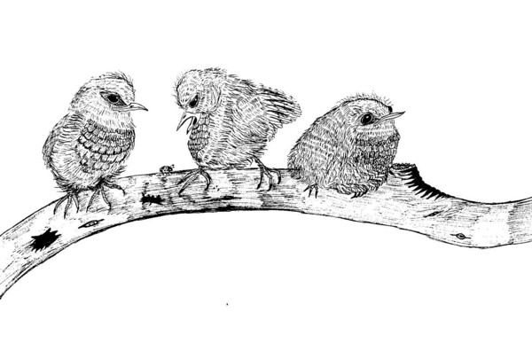 birdies2