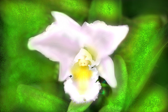 The Desire for Purity