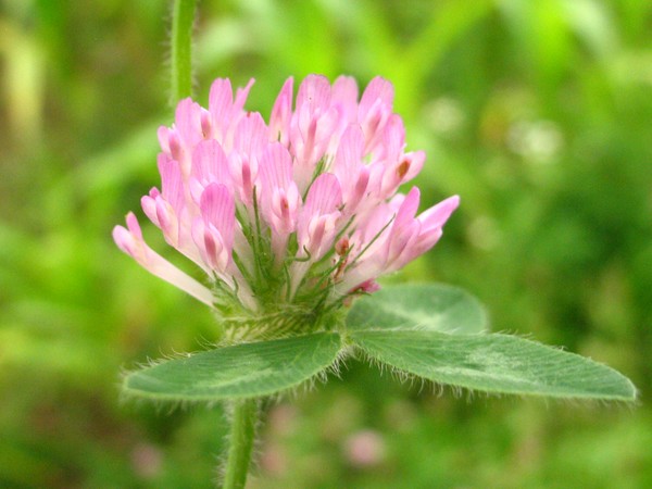 Clover