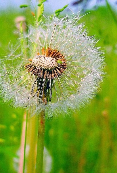 Lion Grass
