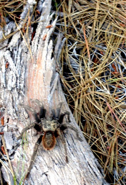 Araña Pollito