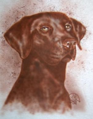chocolate lab Sasha