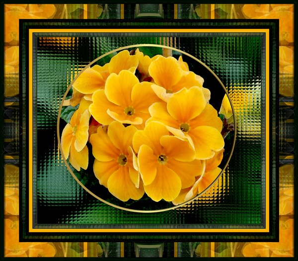 yellow primulas framed