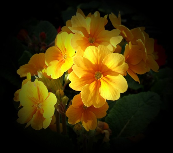 primroses