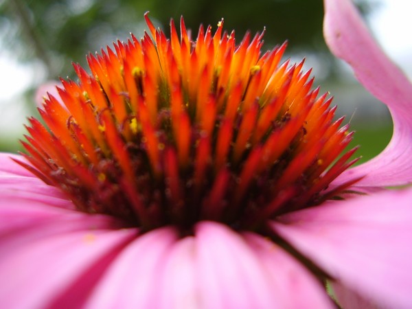 Cone Flower