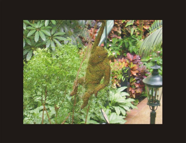 Chia Chimp