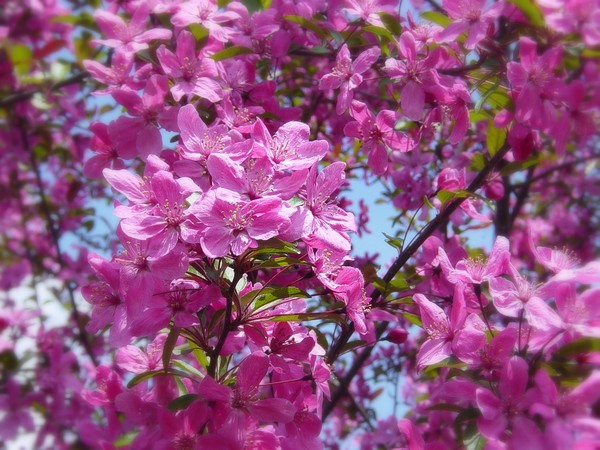 Crabapple blossoms