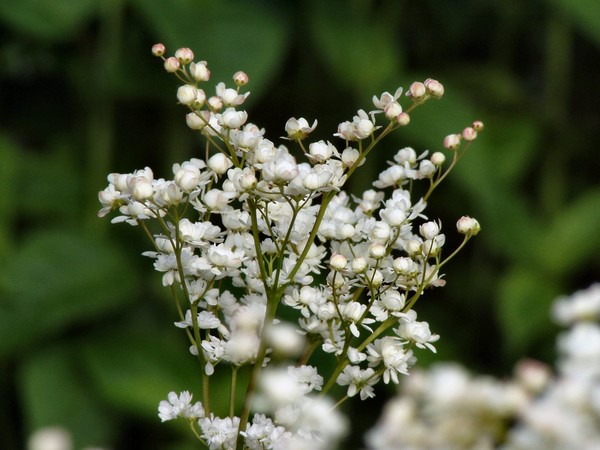 White-ness