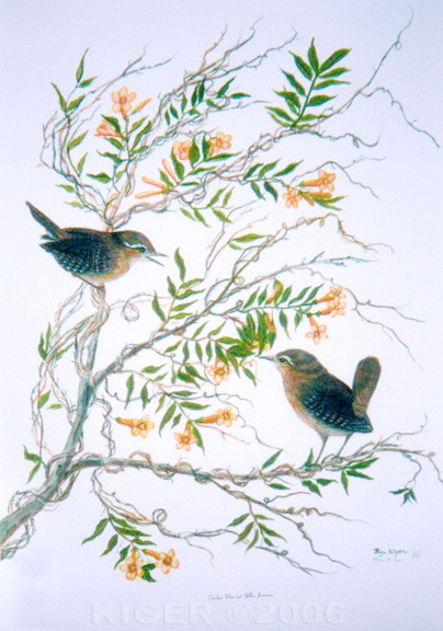 Carolina Wren and Jasmine