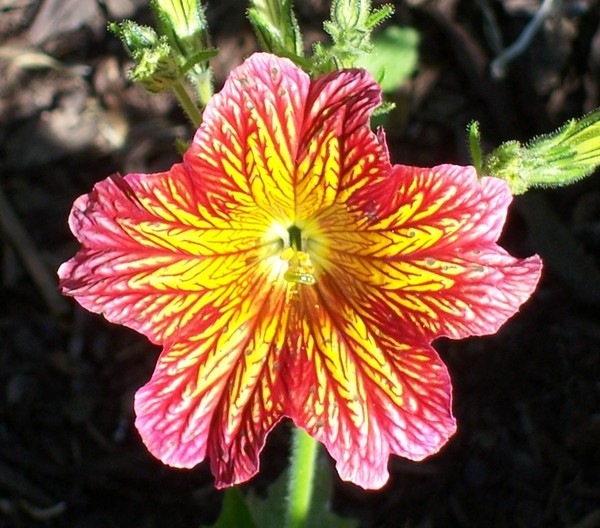Lonely Flower