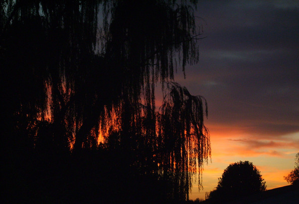 Weeping Sunset