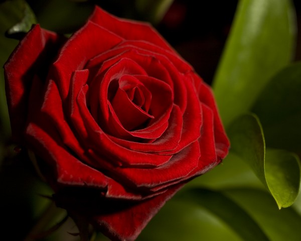 Rosey Again