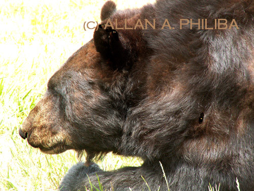 Bear Facts