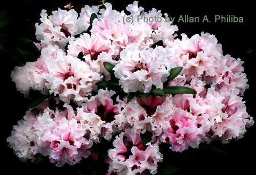 Rhododendroms