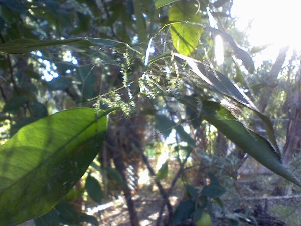 Spiders Glory