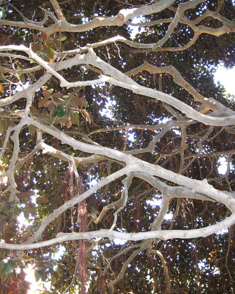 tree branches1