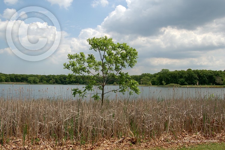 Wampum Lake Tree in Spring Photo