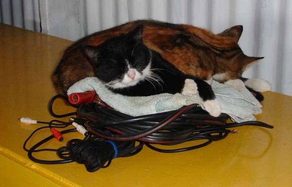 Cat Love