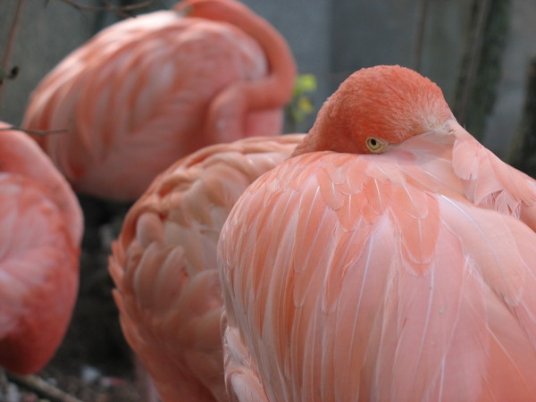 Flamingoes