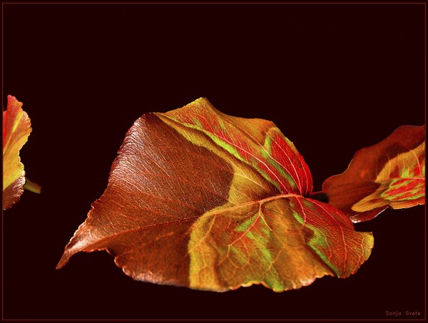 Flying Colours