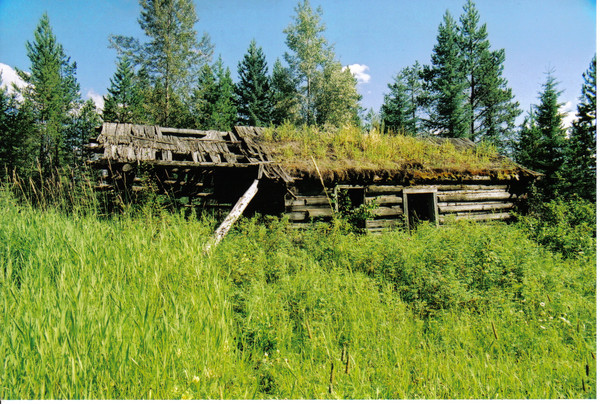 cut the lawn