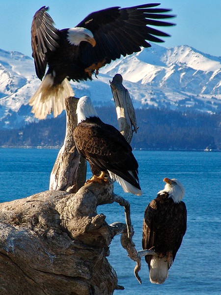 Winged Triplets