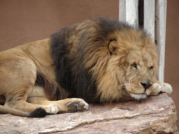 Restful Lion