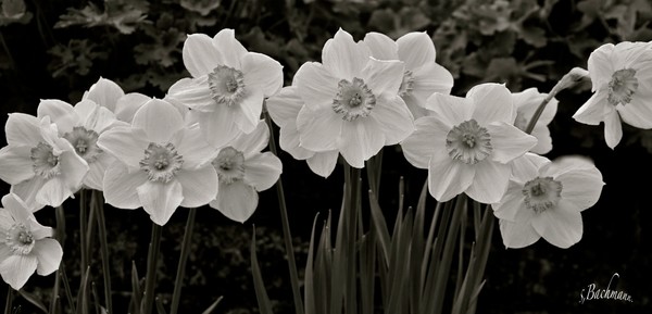 Even in B/W they are beautiful !