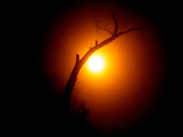Foggy night
