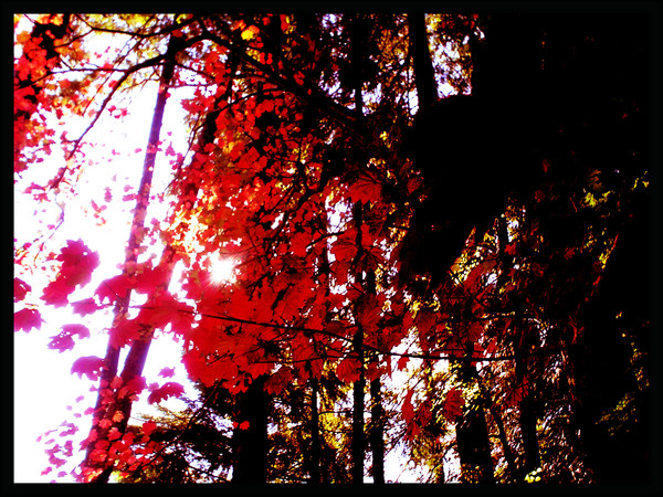 Autumn Colors