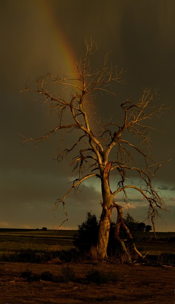 Tree of Wishes