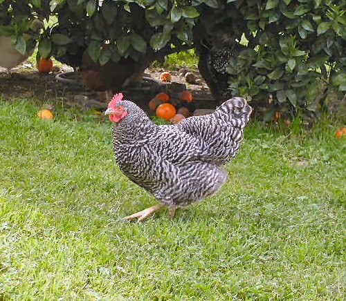 Henny Penny