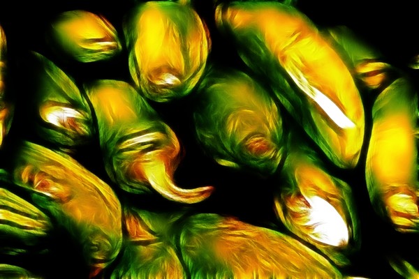 Hot Peppers