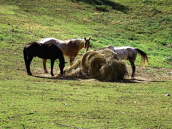 Three Horses 