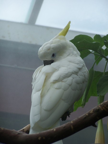 Cockatoo