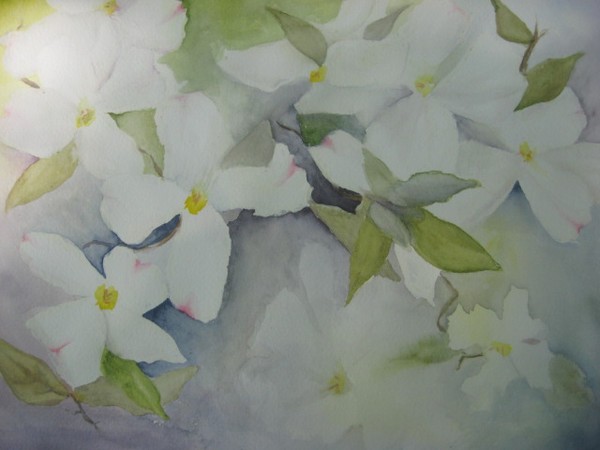 Dogwood