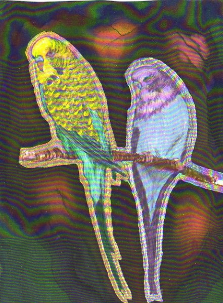 BUDGERIGARS  painted on silk